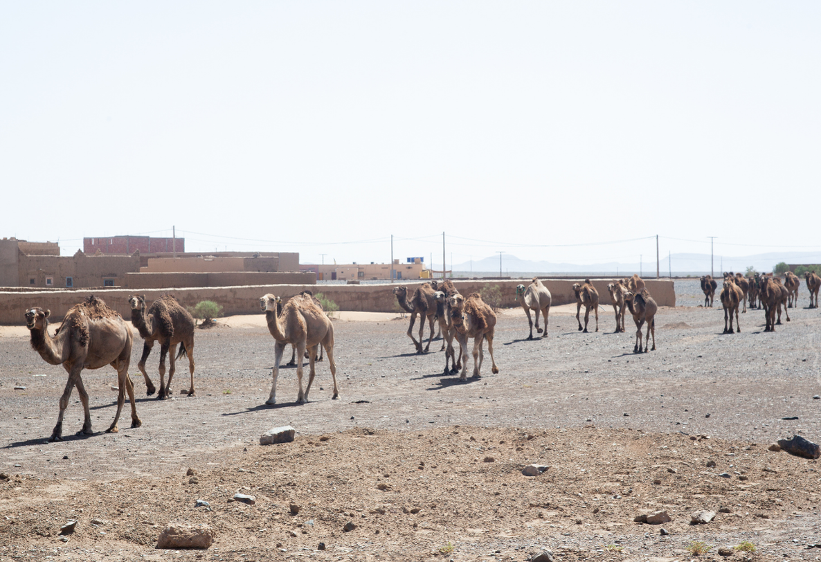 2 Days Desert Tour from Marrakech to Zagora