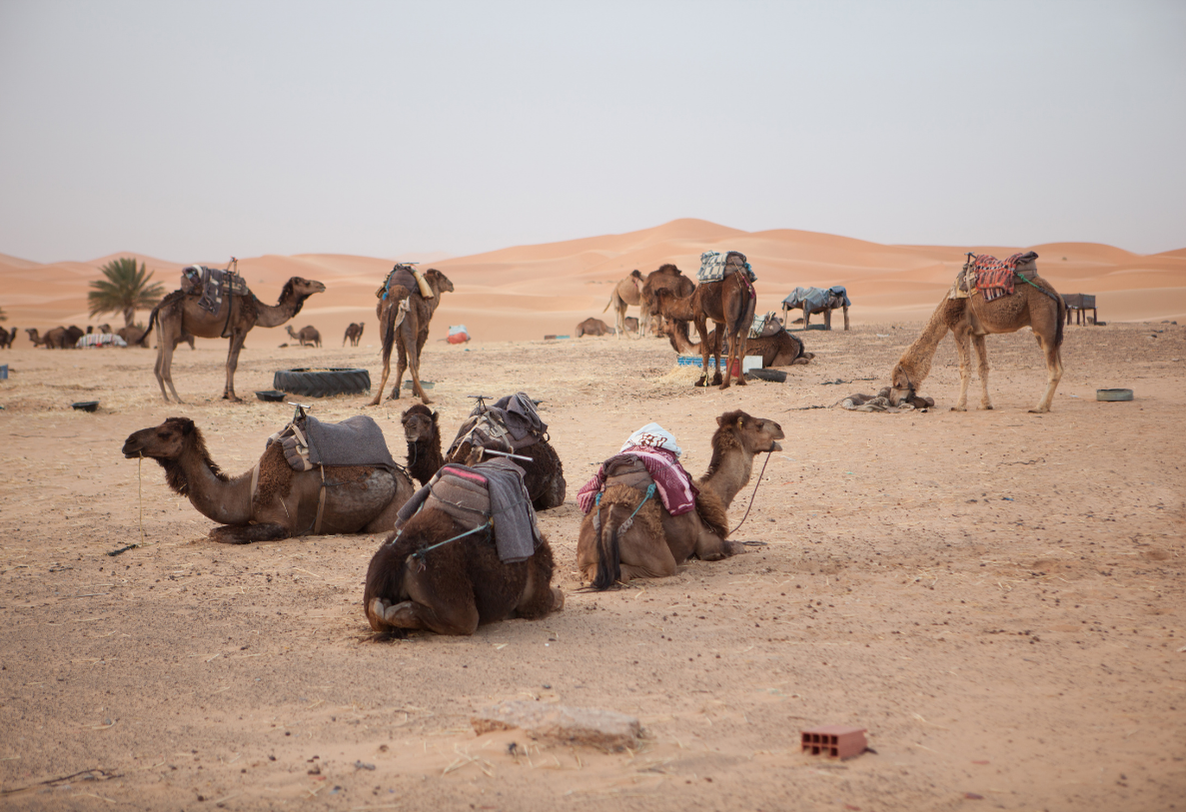 Scenic camel ride activity in Marrakech
