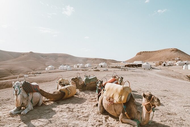 Marrakech camel activity and photo stop