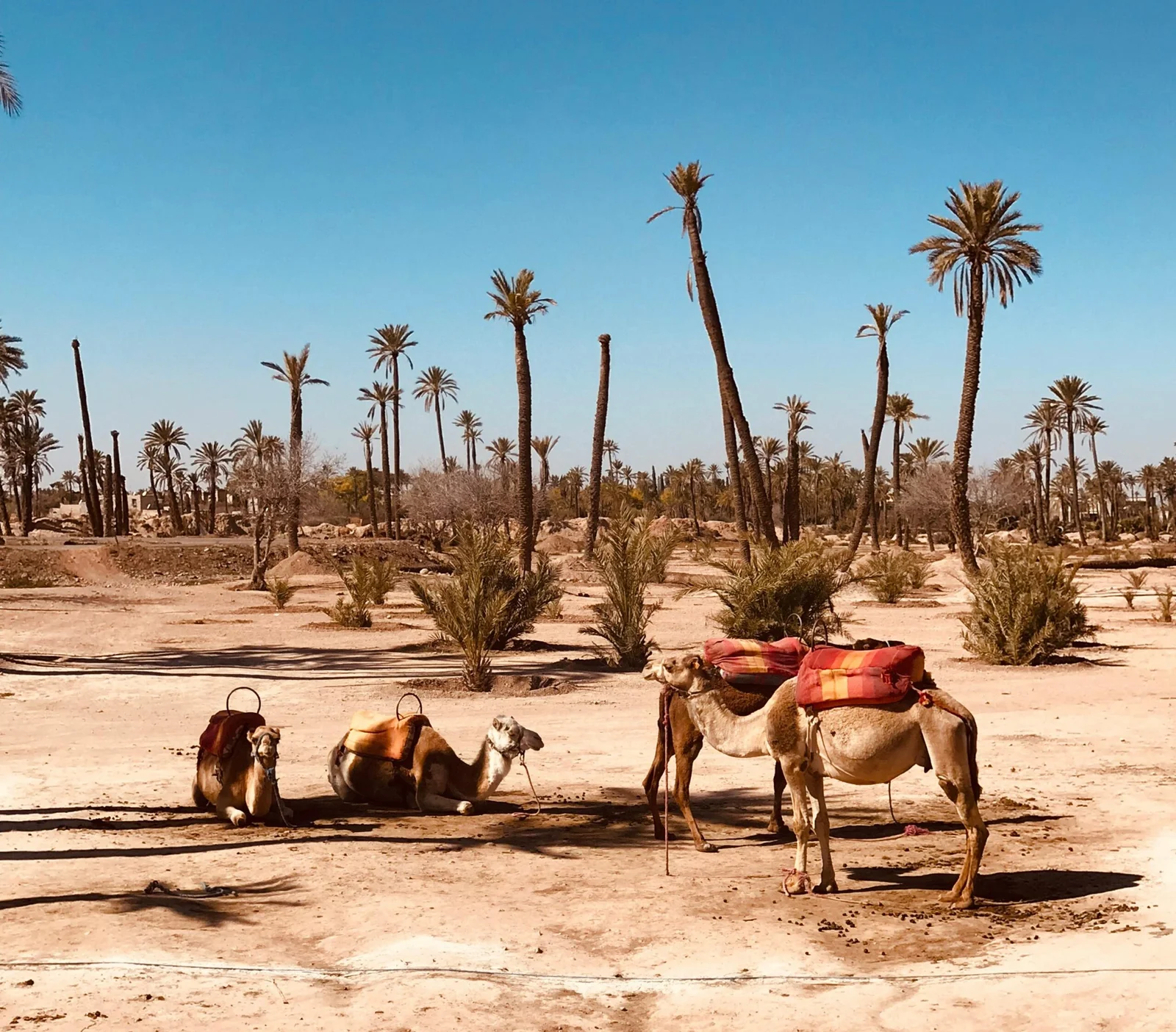 Sahara Desert camel trek at sunset with Experience Tours Morocco