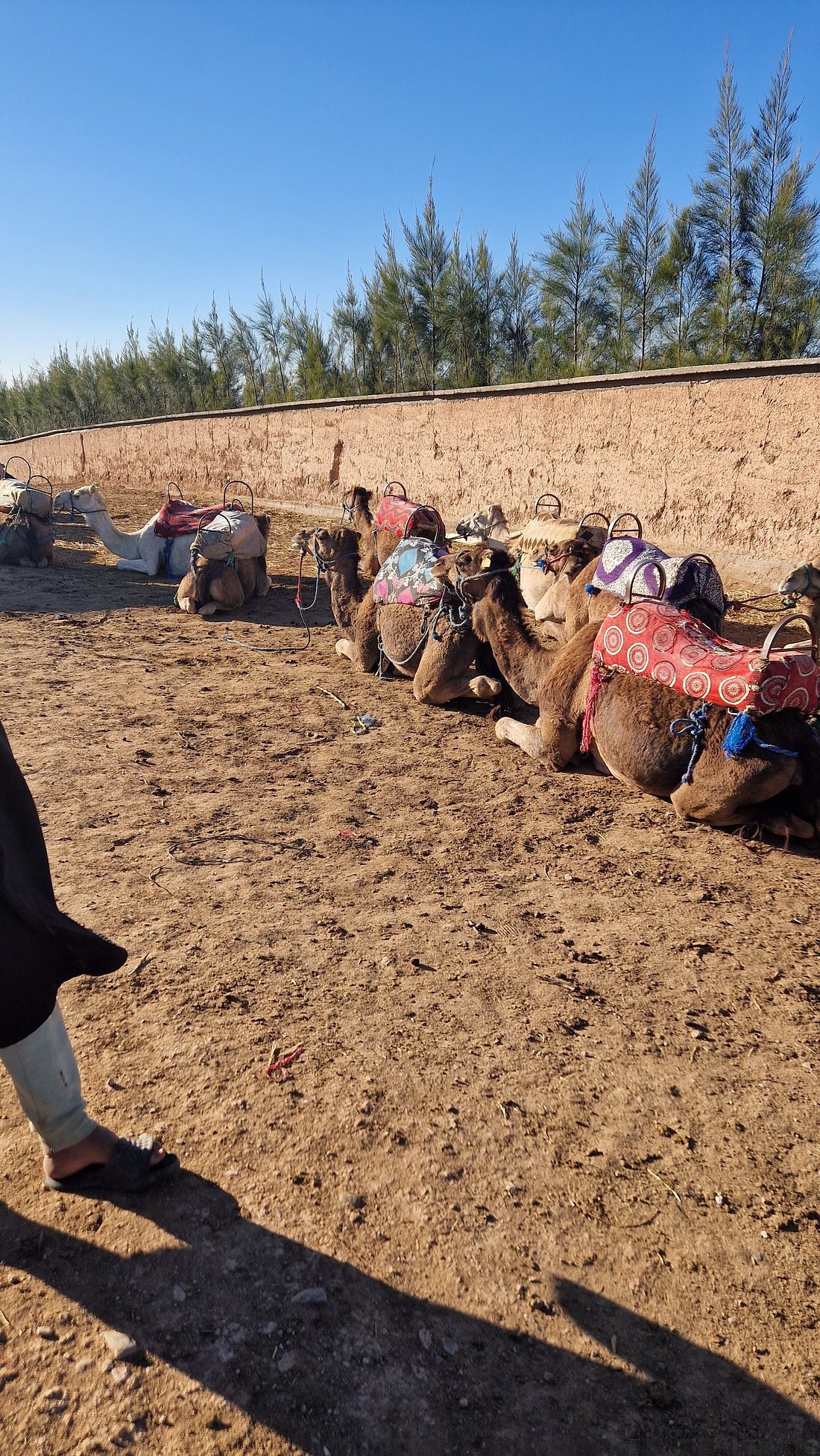 Camel ride sunset
