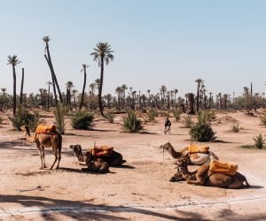 A wide angle shot of several camels sitting next to the trees of the desert